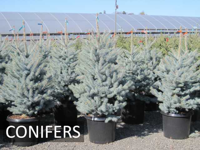 Quality root-pruned offered in container, B&B and bareroot