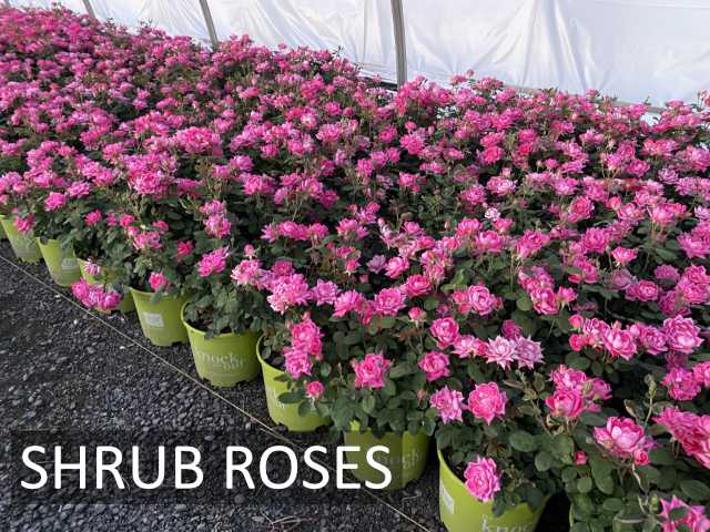 Disease resistant, continuous blooms & wonderful range of colors